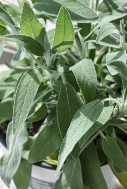 Adaçayı bitki yaprakları