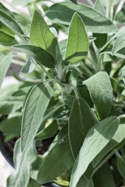 Adaçayı bitki yaprakları