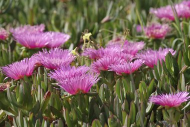 İtalya, Sicilya, Güney Doğu kıyısında, kum üzerinde etli bitkiler