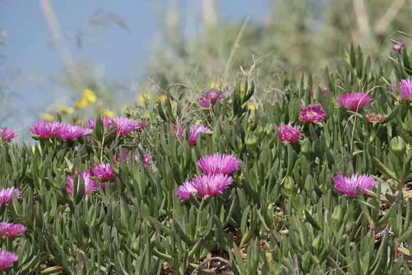Сицилія, Італія Південний східного узбережжя, сукулентних рослин на піску — стокове фото