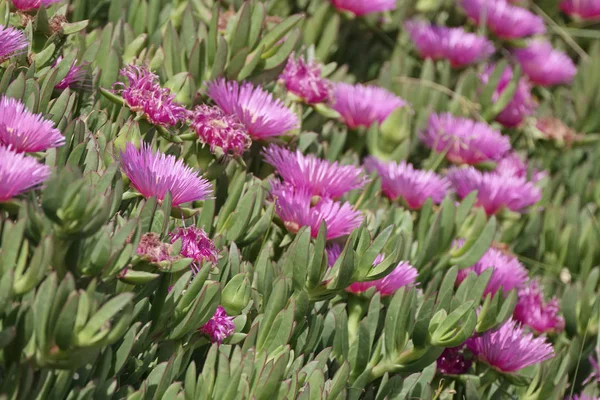 Italie, Sicile, Côte sud-est, plantes succulentes sur le sable — Photo