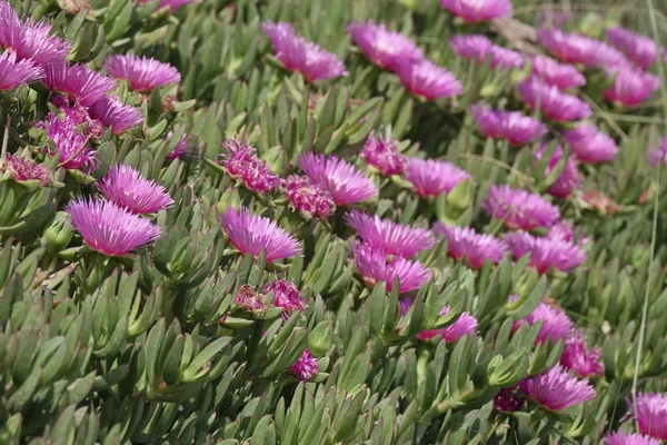 Italie, Sicile, Côte sud-est, plantes succulentes sur le sable — Photo