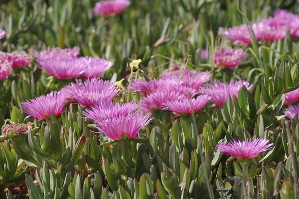 Italie, Sicile, Côte sud-est, plantes succulentes sur le sable — Photo