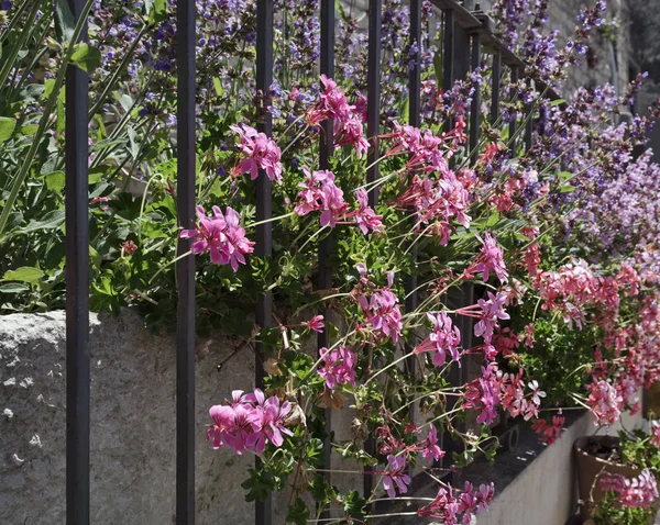 Italia, Sicilia, campo, flores y plantas de menta en un jardín — Foto de Stock