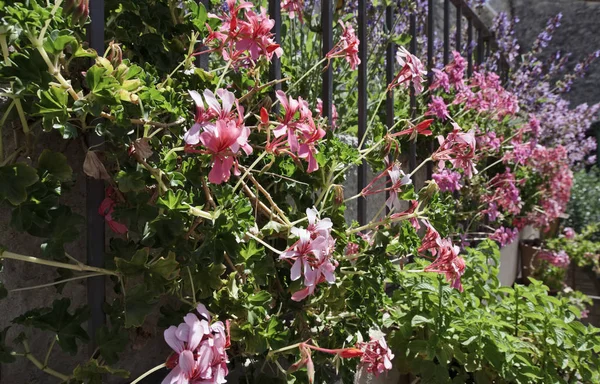 意大利、 西西里、 农村、 花和薄荷植物在花园里 — 图库照片