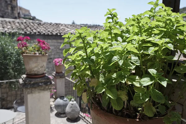 Italy, Sicily, mint in a garden — Stock Photo, Image