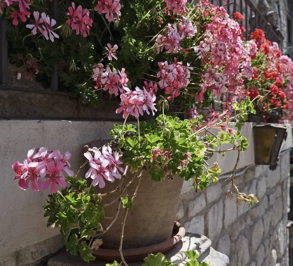 Италия, Сицилия, цветы в саду — стоковое фото