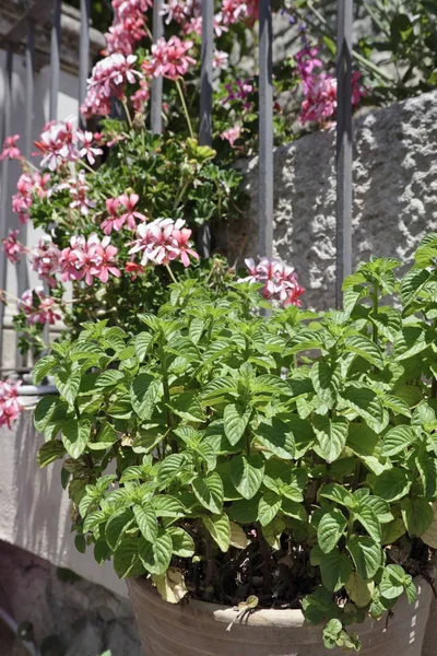 Italia, Sicilia, menta y flores en un jardín — Foto de Stock