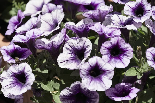 Italy, Sicily, purple trumpet flowers in a garden — Stock Photo, Image