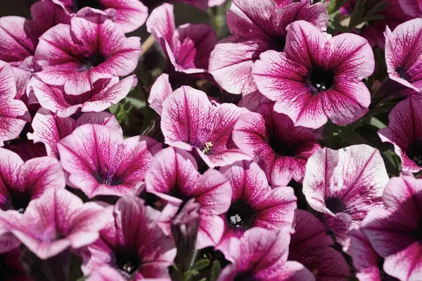 Italy, Sicily, purple trumpet flowers in a garden — Stock Photo, Image