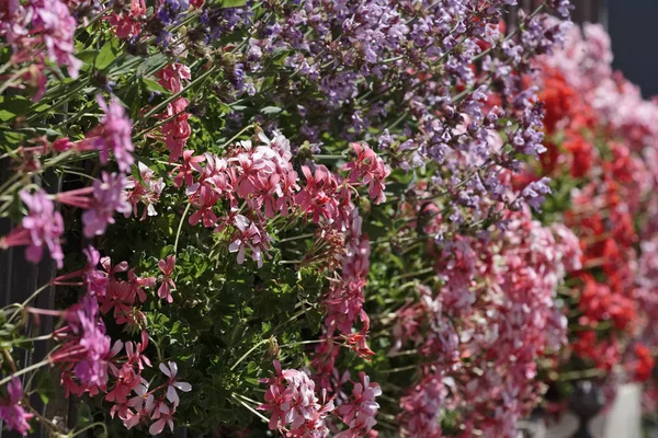 Italia, Sicilia, campagna, fiori in un giardino — Foto Stock