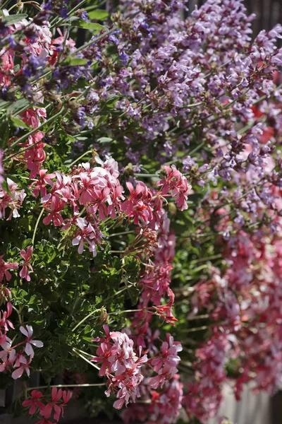 Italia, Sicilia, campagna, fiori in un giardino — Foto Stock