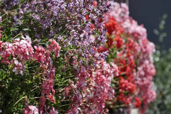 Italia, Sicilia, campagna, fiori in un giardino — Foto Stock