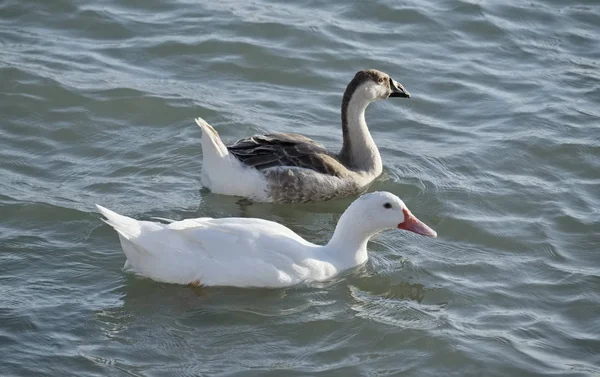 Italy, Sicily, Mediterranean Sea, ducks in the sea water