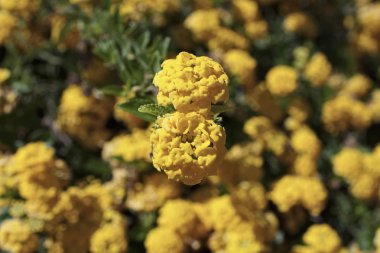 İtalya, Sicilya, çiçek Bahçe