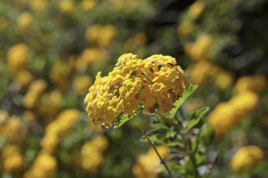 İtalya, Sicilya, çiçek Bahçe