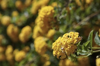 İtalya, Sicilya, çiçek Bahçe