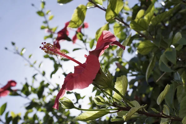 Italia, Sicilia, Fiore di ibisco in un giardino — Foto Stock