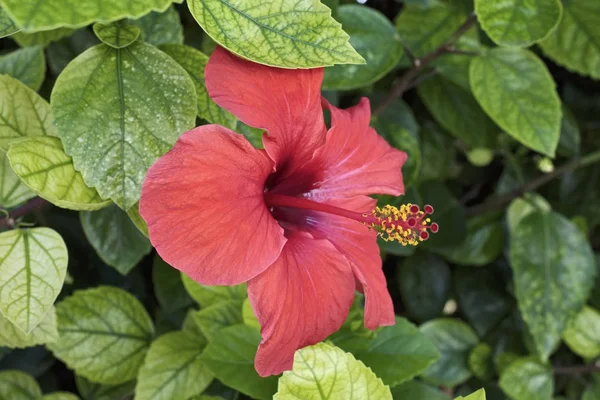 Italy, Sicily, Hibiscus flower in a garden — Stock Photo, Image