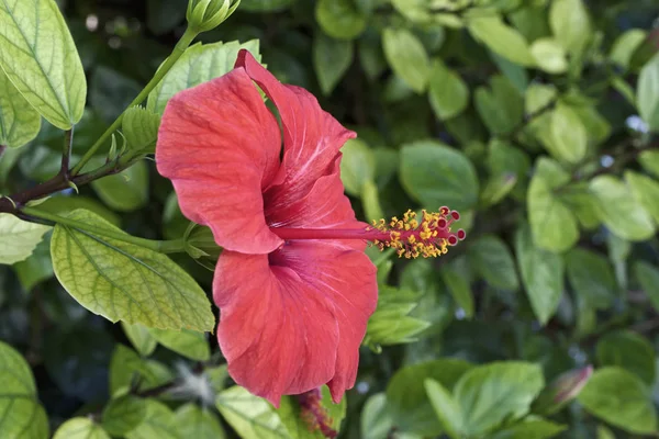 Italy, Sicily, Hibiscus flower in a garden — Stock Photo, Image