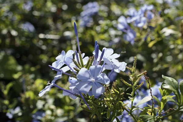 Italy, Sicily, flowers in a garden — Stock Photo, Image