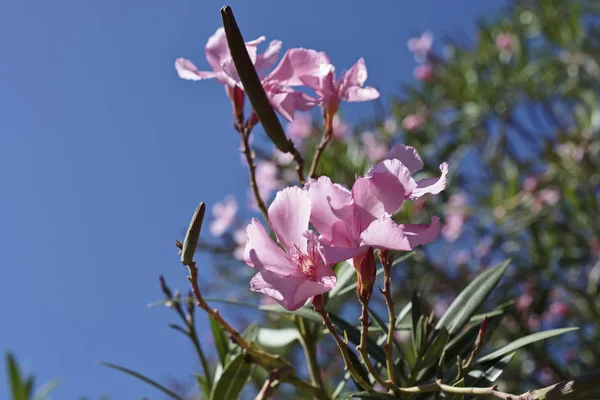 Italia, Sicilia, fiori in un giardino — Foto Stock