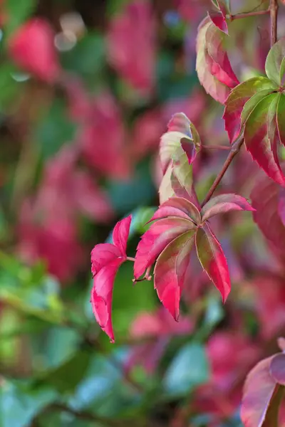 Italy, countryside, autumn leaves — Stock Photo, Image