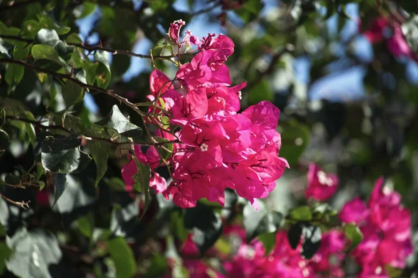 Italie, Sicile, campagne, bouganvilliers rouges dans un jardin — Photo