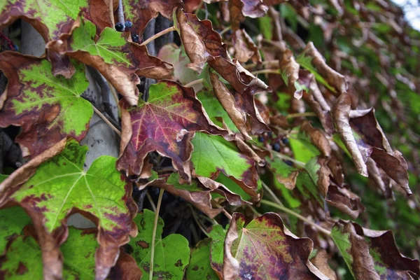 Itálie, venkov, podzim, fox grape listy — Stock fotografie