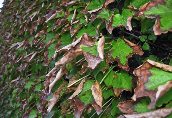 Italie, campagne, automne, feuilles de raisin de renard — Photo