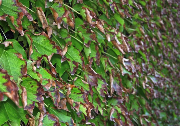 Itália, campo, outono, folhas de uva de raposa — Fotografia de Stock