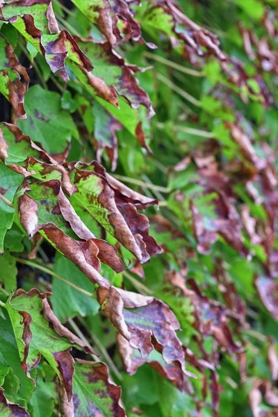 이탈리아, 시골가, 폭스 포도 잎 — 스톡 사진