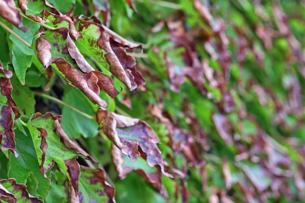 Itália, campo, outono, folhas de uva de raposa — Fotografia de Stock