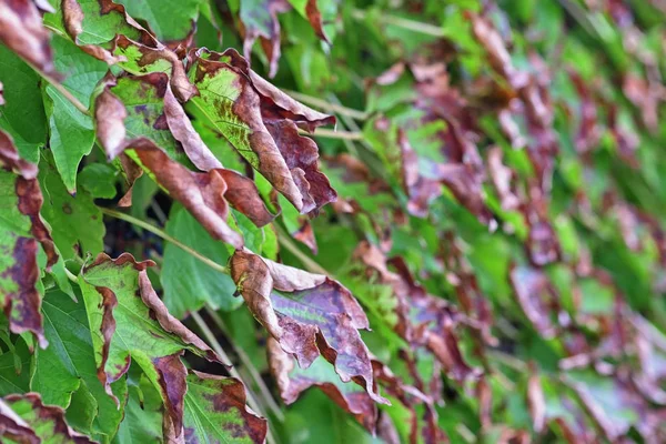 Italia, campo, otoño, hojas de uva de zorro —  Fotos de Stock