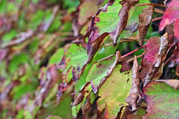 イタリア、田舎、秋には、フォックスのブドウの葉します。 — ストック写真