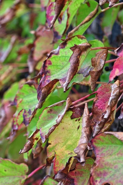 Italia, campo, otoño, hojas de uva de zorro —  Fotos de Stock