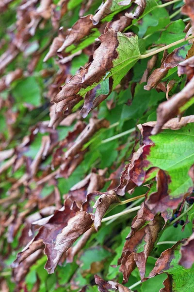 Itália, campo, outono, folhas de uva de raposa — Fotografia de Stock