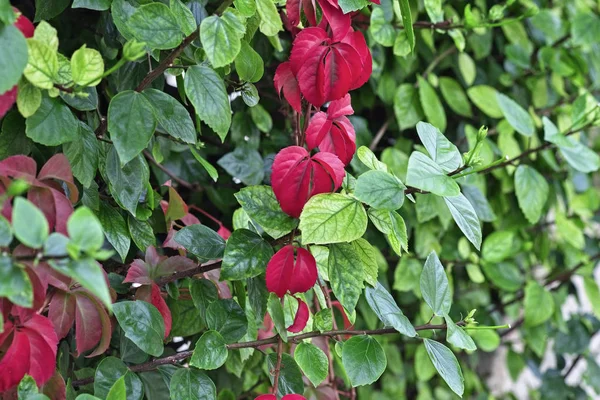 Italy, Sicily, countryside, autumn leaves in a garden — Stock Photo, Image