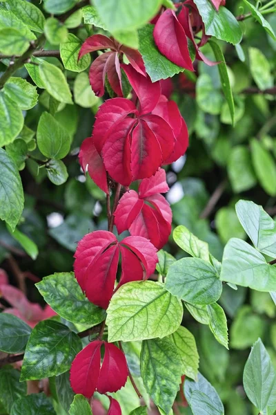 Italië, Sicilië, platteland, herfst bladeren in een tuin — Stockfoto