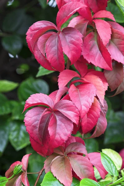 Italië, Sicilië, platteland, herfst bladeren in een tuin — Stockfoto