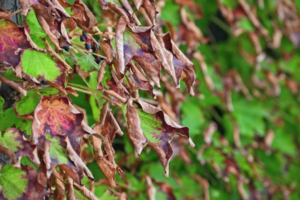 Itália, campo, outono, folhas de uva de raposa — Fotografia de Stock