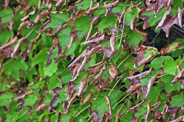 Italy, countryside, autumn, fox grape leaves — Stock Photo, Image