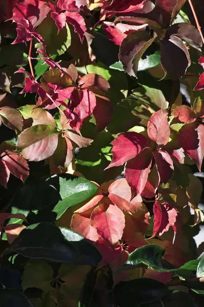 Italie, Sicile, campagne, feuilles sèches en automne — Photo