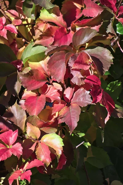 Italië, Sicilië, platteland, droge bladeren in de herfst — Stockfoto