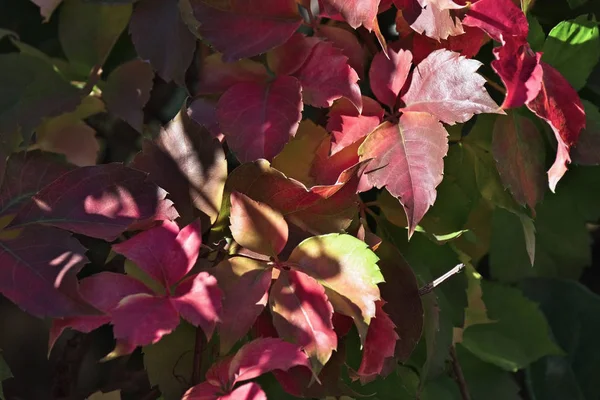 Italië, Sicilië, platteland, droge bladeren in de herfst — Stockfoto