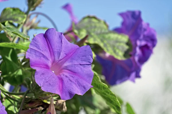 Italy, Sicily, purple trumpet flowers in a garden — Stock Photo, Image