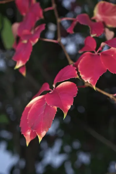 Italia Campo Hojas Secas Otoño — Foto de Stock