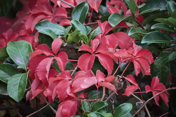 Italia Sicilia Campo Hojas Secas Otoño — Foto de Stock