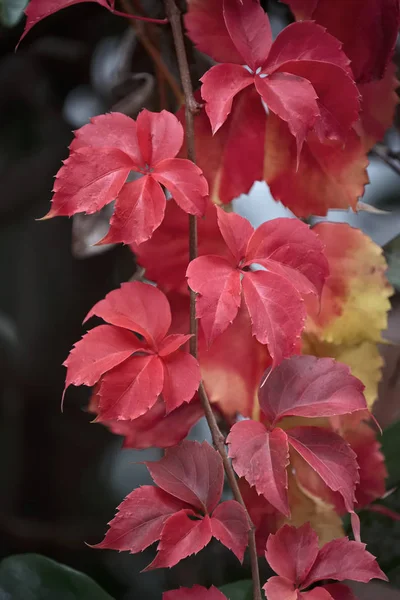 Italië Sicilië Platteland Droge Bladeren Herfst — Stockfoto