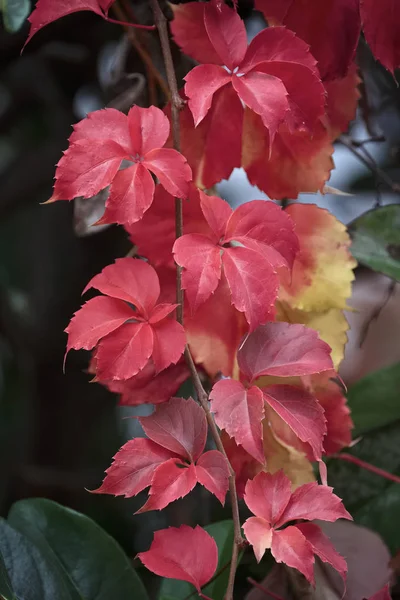 Italy Sicily Countryside Dry Leaves Autumn — Stock Photo, Image